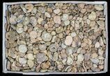 Flat: lbs Small Ammonite Fossils - Oujda, Morocco #77351-2